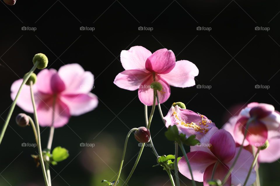 Plink autumnal flowers 