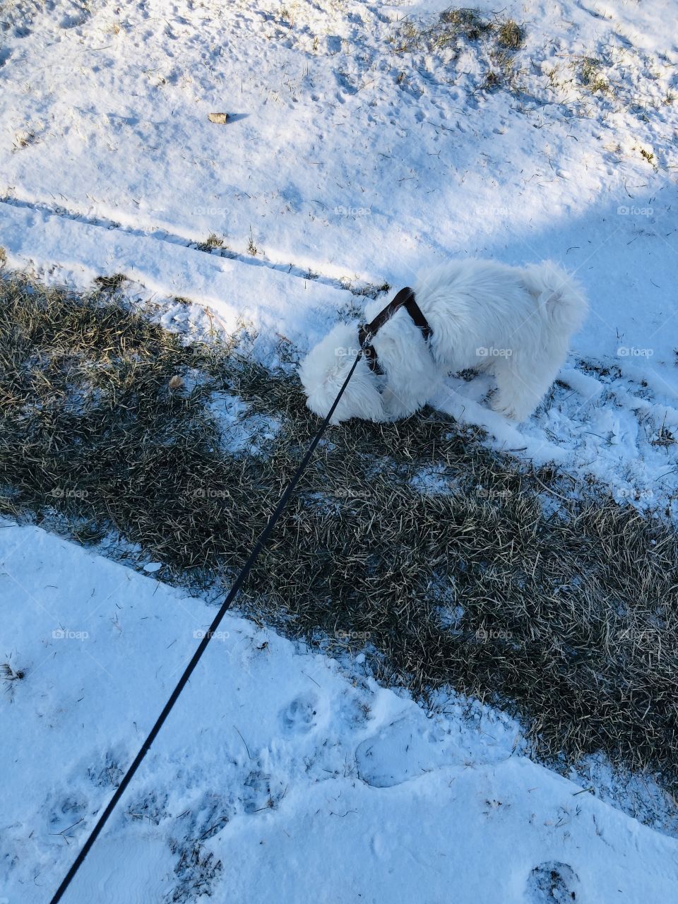 Walking around the park 