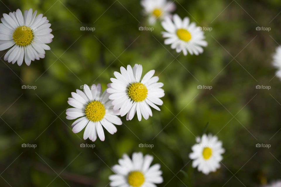 chamomile flowers top view