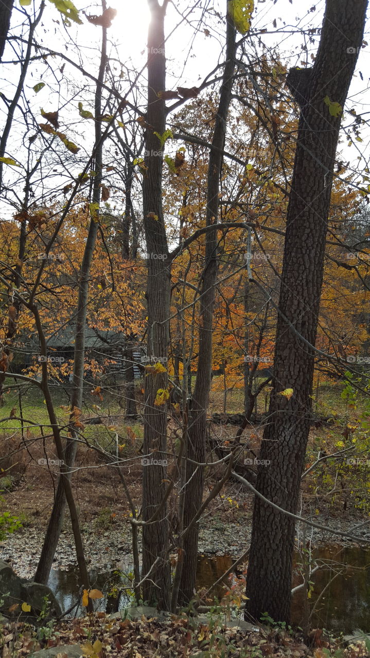 Fall, Tree, No Person, Leaf, Wood