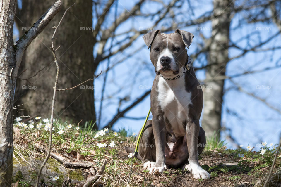 Beautiful American Staffordshire terrier dog - vacker Amstaff hund 