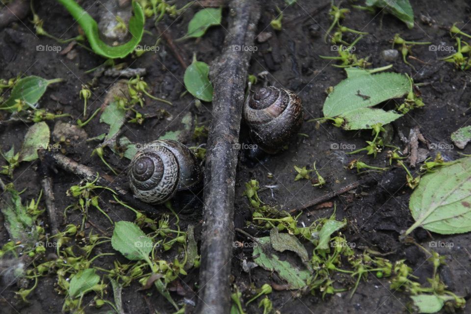 Excellently timed image of two snails, excellently highlighted by the vibrant surroundings of the forest leaves, this photo contains many hidden messages speaking to the status of relationships in the current age 