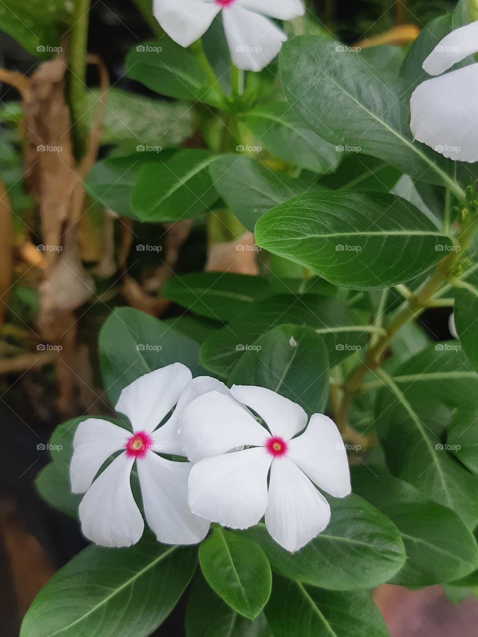 Beautiful white color of chataranthus roseus surrounded by green leaves in the garden. Close up