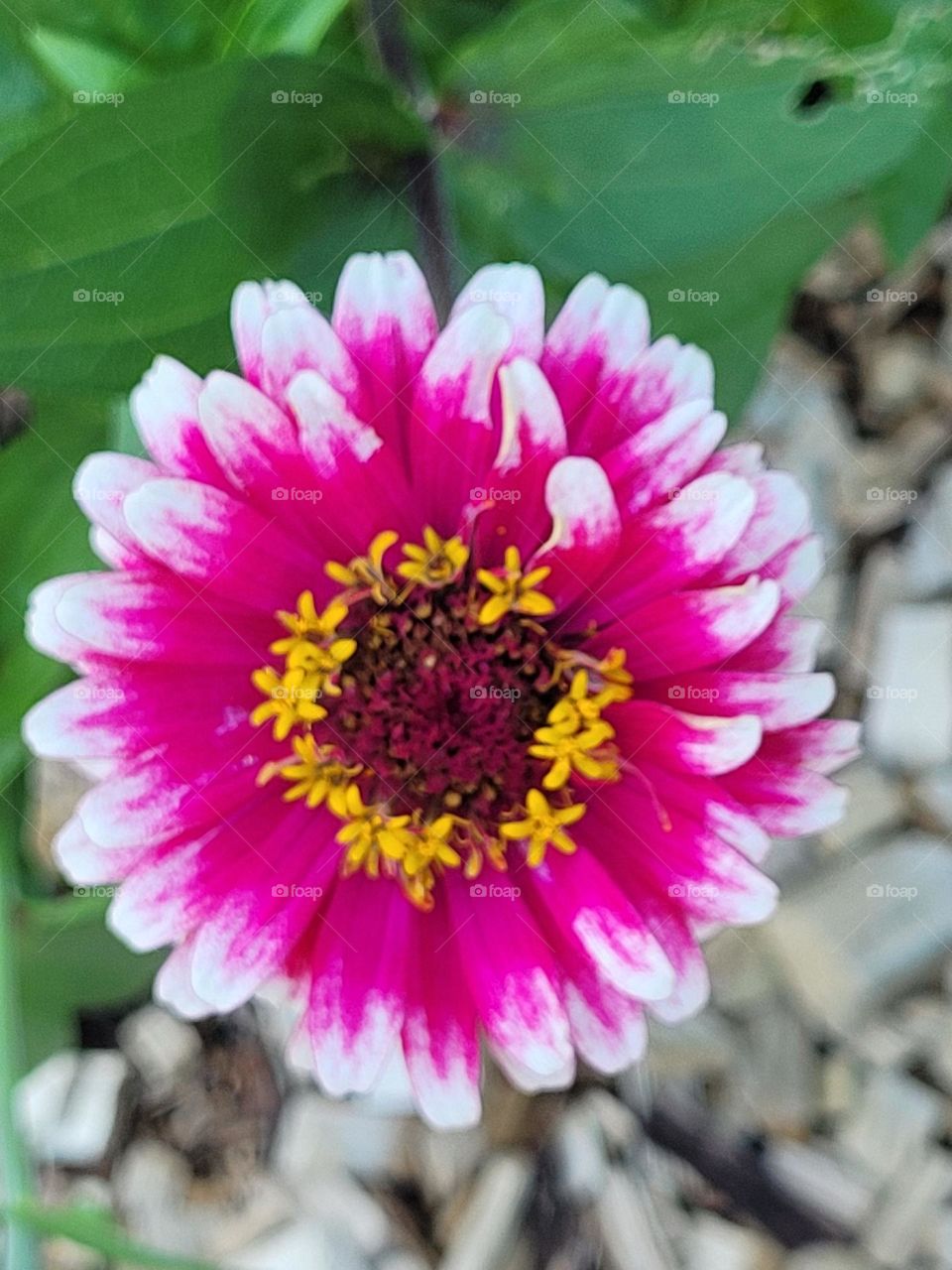 zinnia