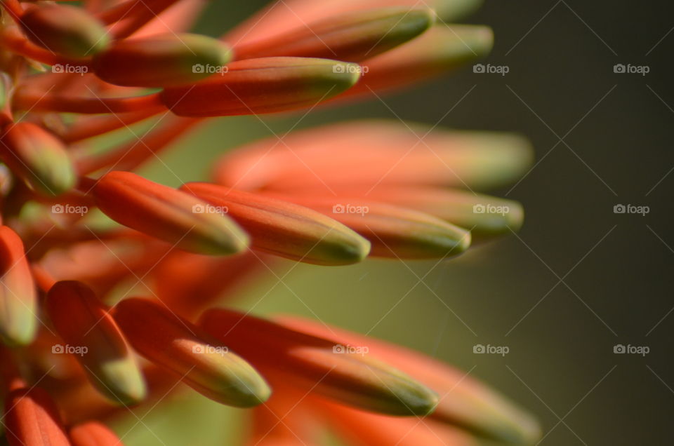 Tulip buds blooming at outdoors