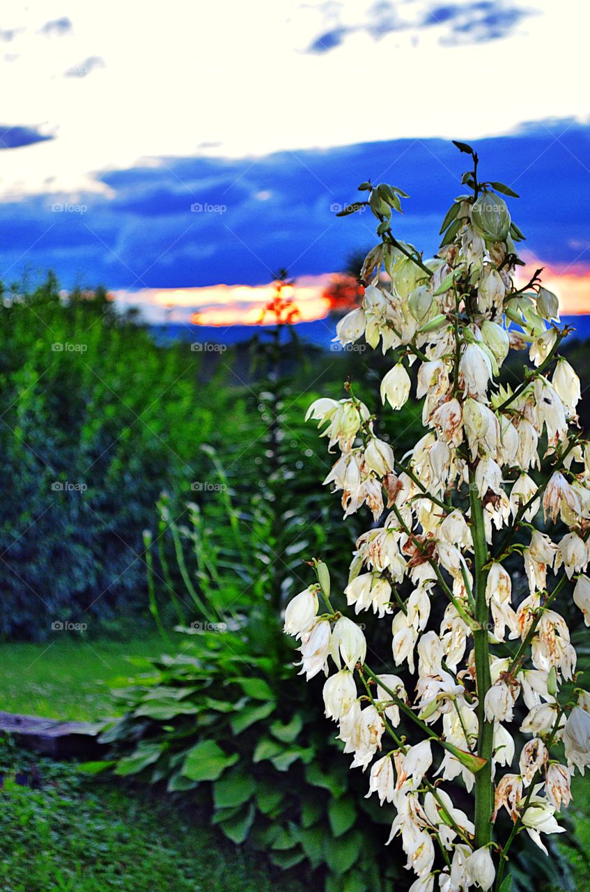 Yucca @ Sunset