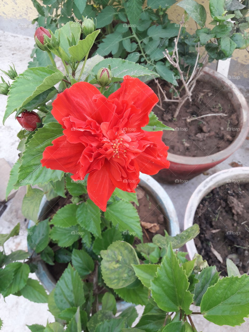 beautiful rare red hibiscus flower in our garden