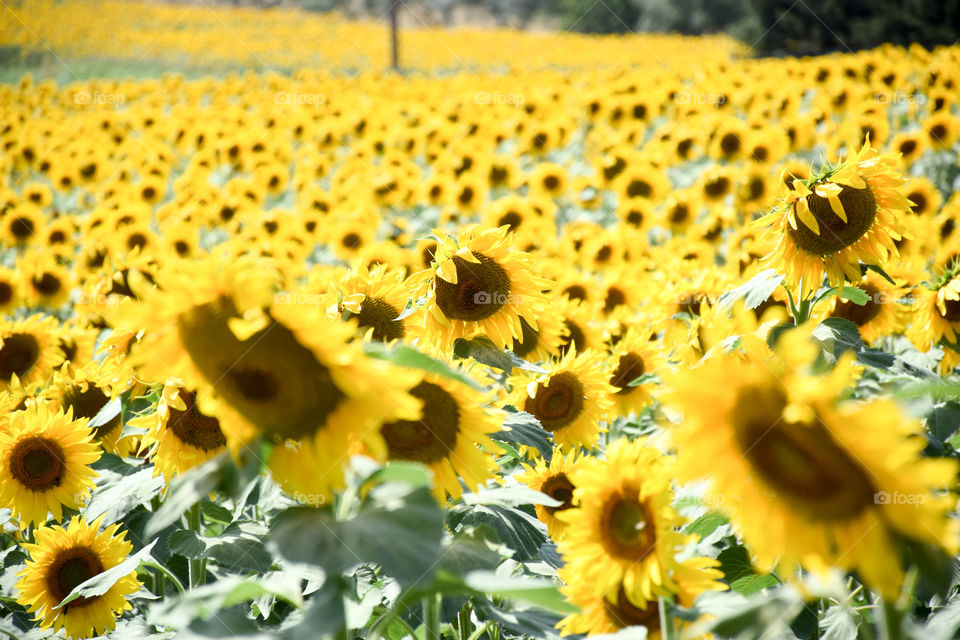 Sunflower, Nature, Flora, Summer, Field