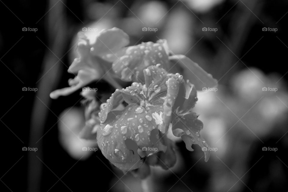 black and white flower.