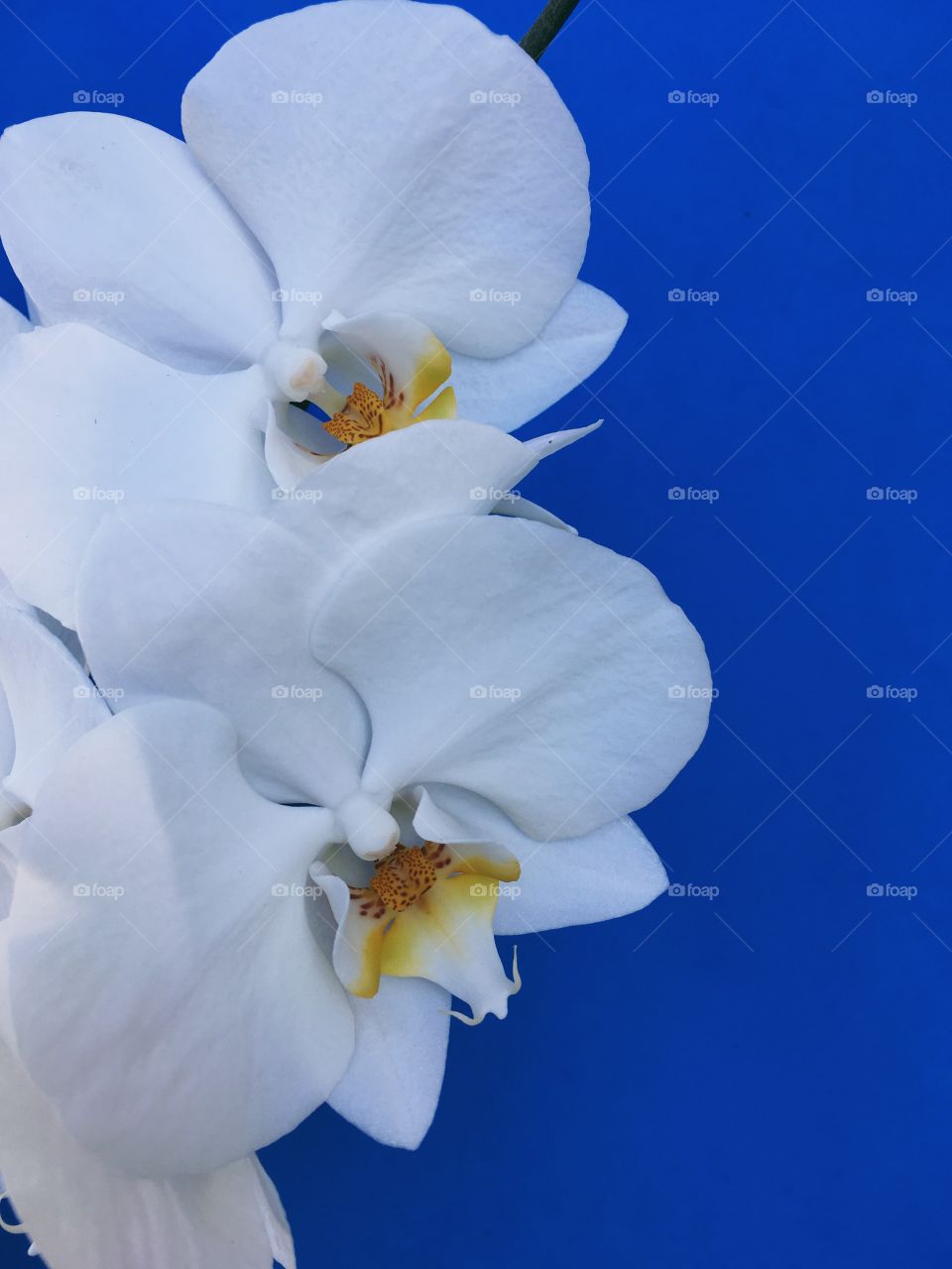 White orchid on a blue background 