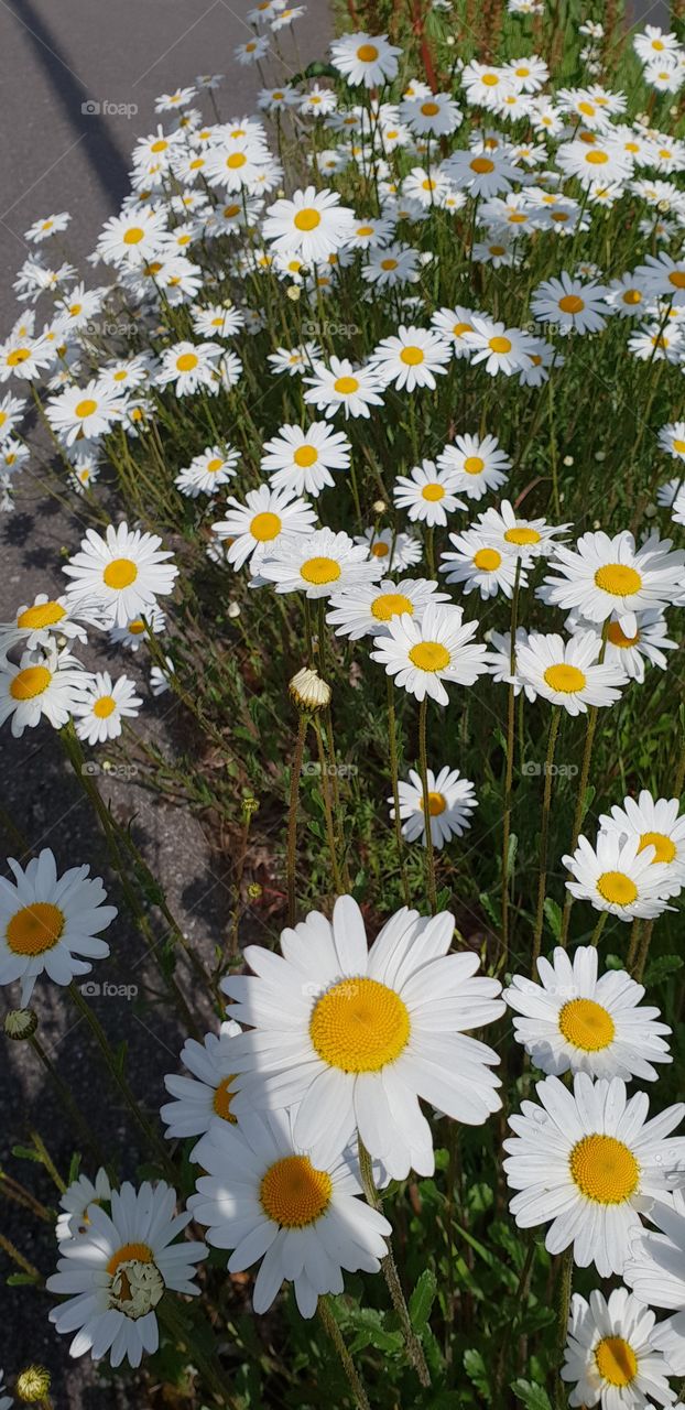 Beautiful flowers