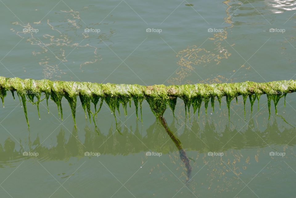 Rope with seaweed