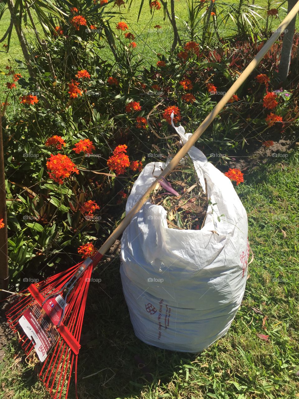 Garden chores - Epidendrum orchids