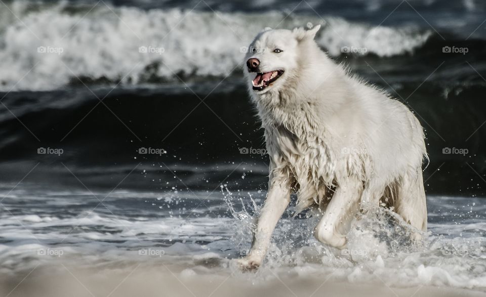 Dog coming out from water