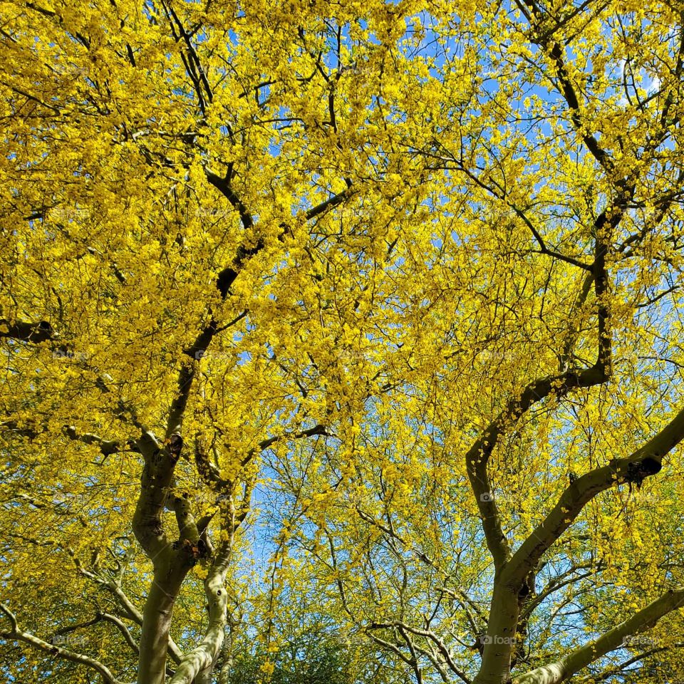Palo Verde trees bloom on a beautiful Arizona spring day