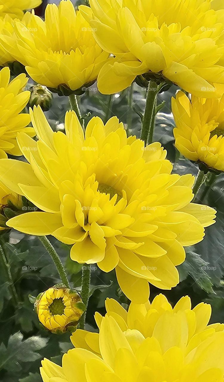 "One amongst others." A yellow chrysanthemum standing out, in close-up with green stems visible. Beautiful color, smooth petals, in bloom.