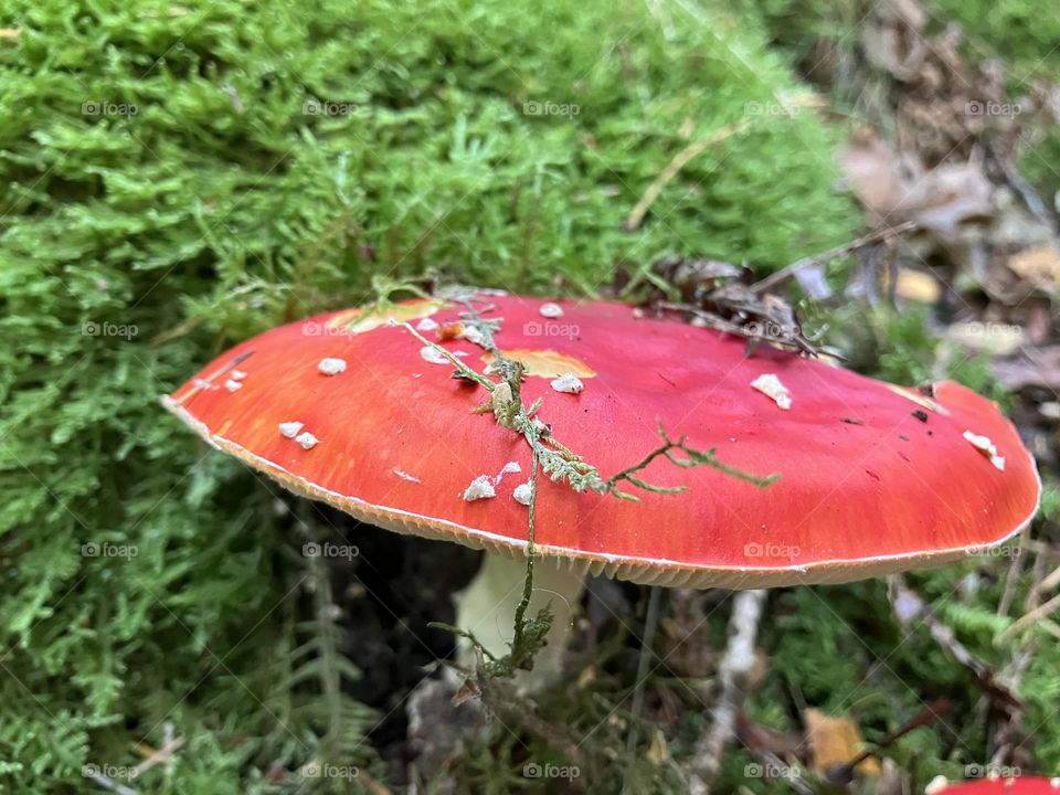 Forest Toadstool/Mushroom 🍄