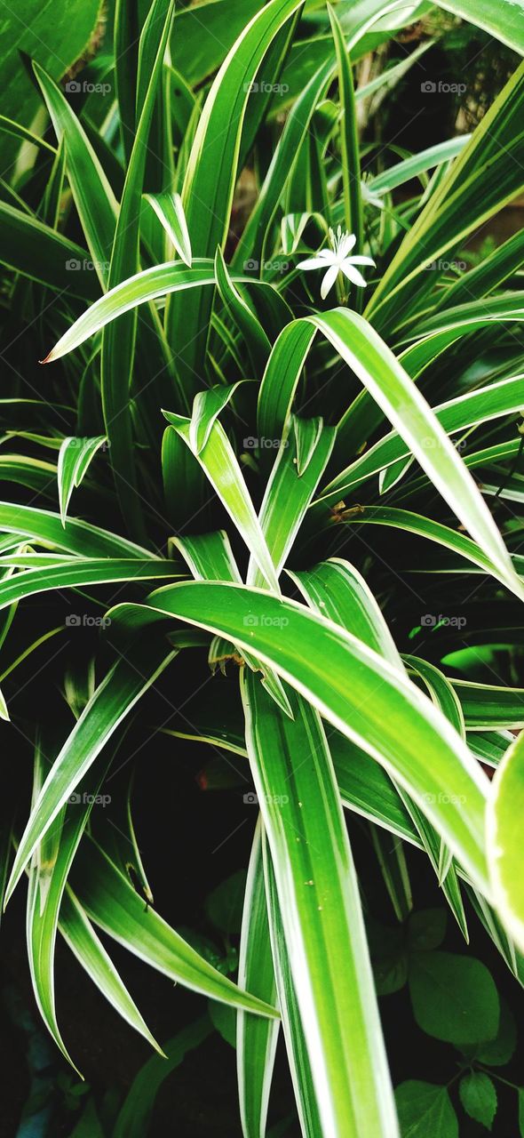 Chlorophytum comosum has small elongated leaves with white edges and dark green segments.