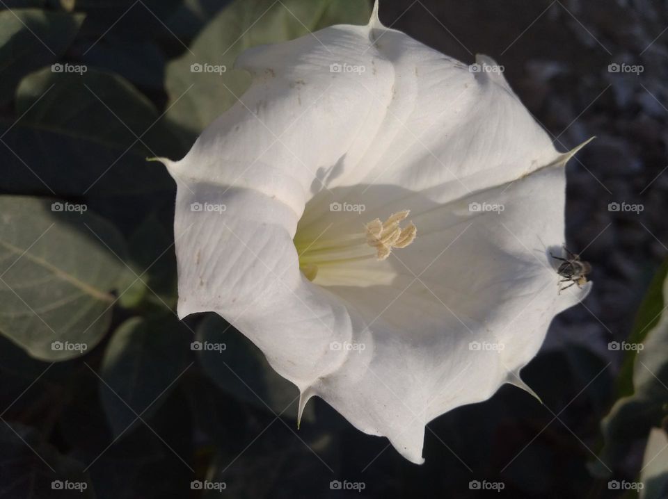 the Datura Flower white in colour looks very beautiful generally found everywhere fresh seasonal very poisonous species