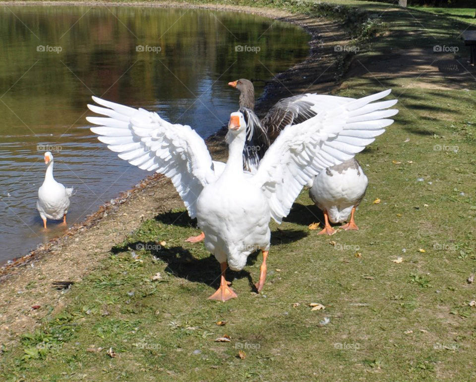 crazy goose. Crazy geese chasing me at our local park