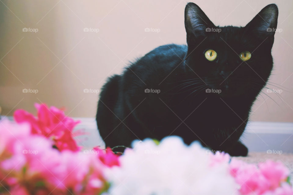 Flower, No Person, Cat, Portrait, Cute