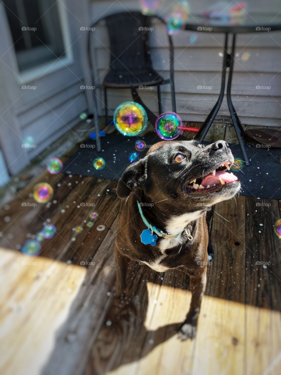 Animal, Dog, Cute, No Person, Mammal