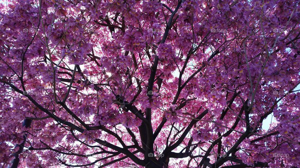 Low angle view of cherry blossom tree