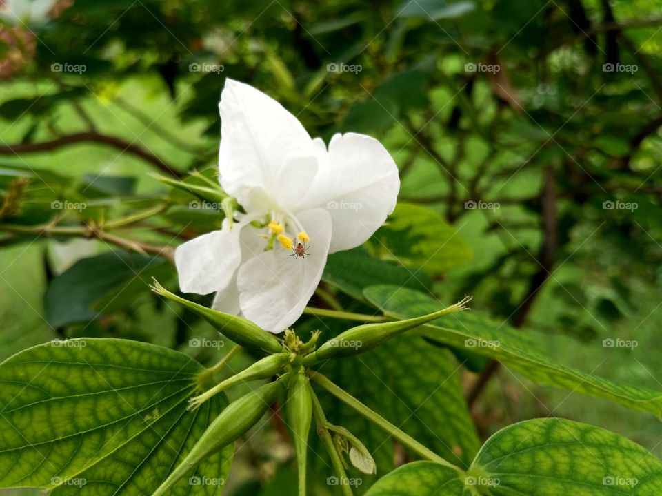 white beauty