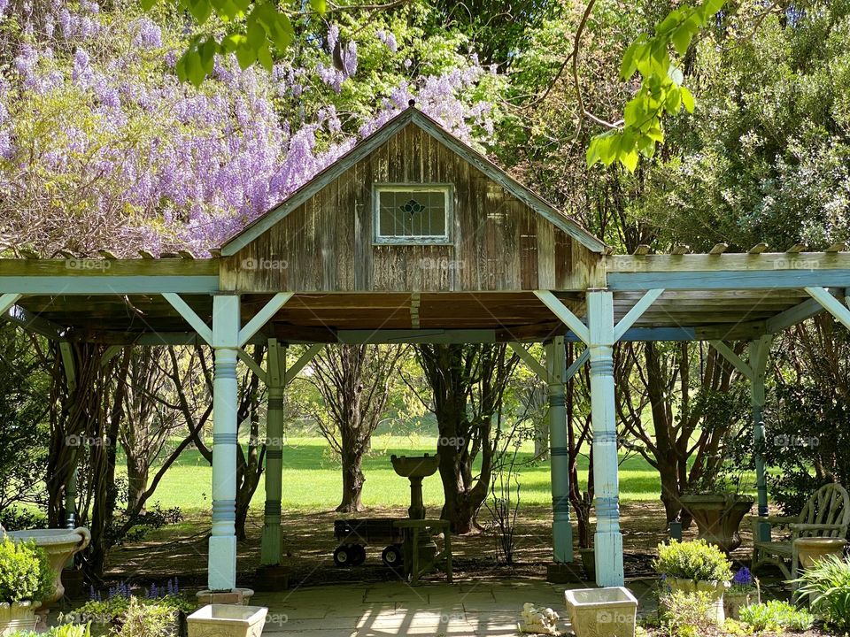 A shade structure in a garden with wisteria climbing over the top
