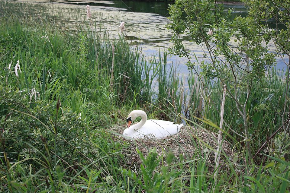 Swan in the nest 