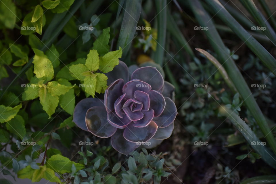 Succulent