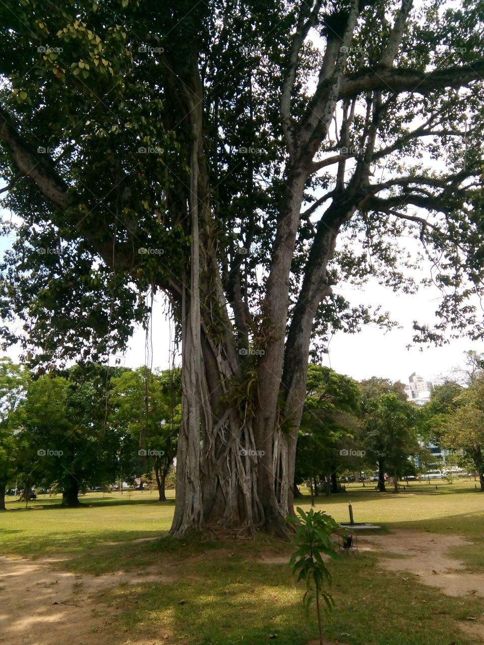 Victoria Park Tree