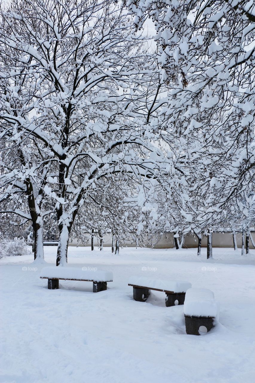 Trees and bench covered with snow at the park