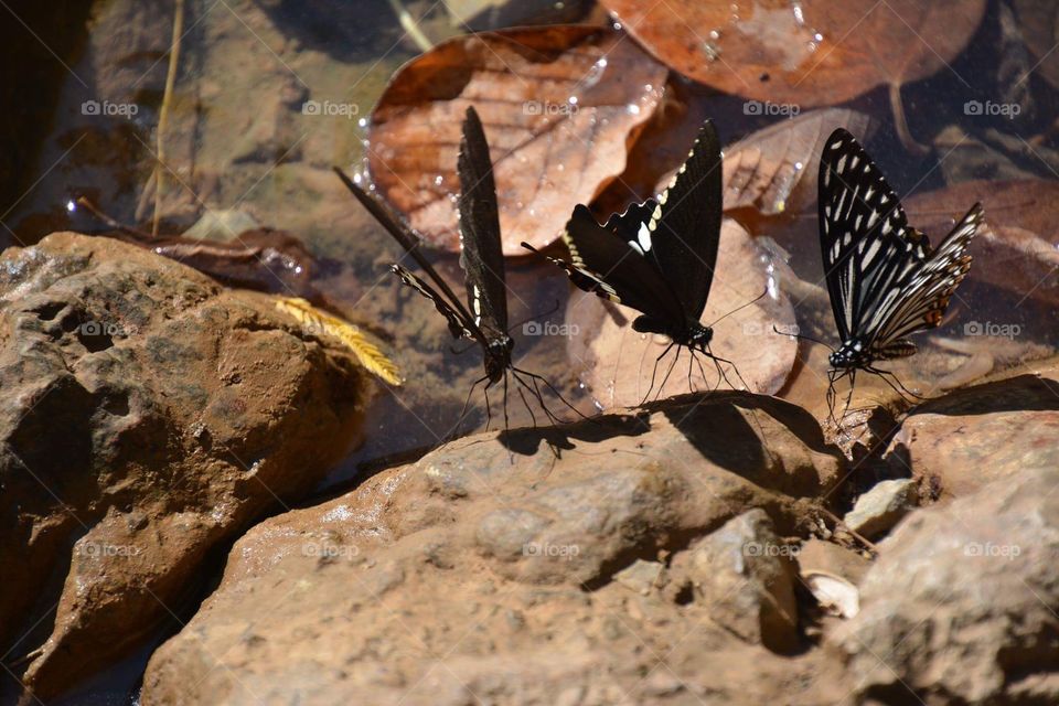 Butterflies on the rocks