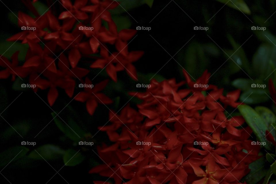 Dark close up featuring deep red flowers