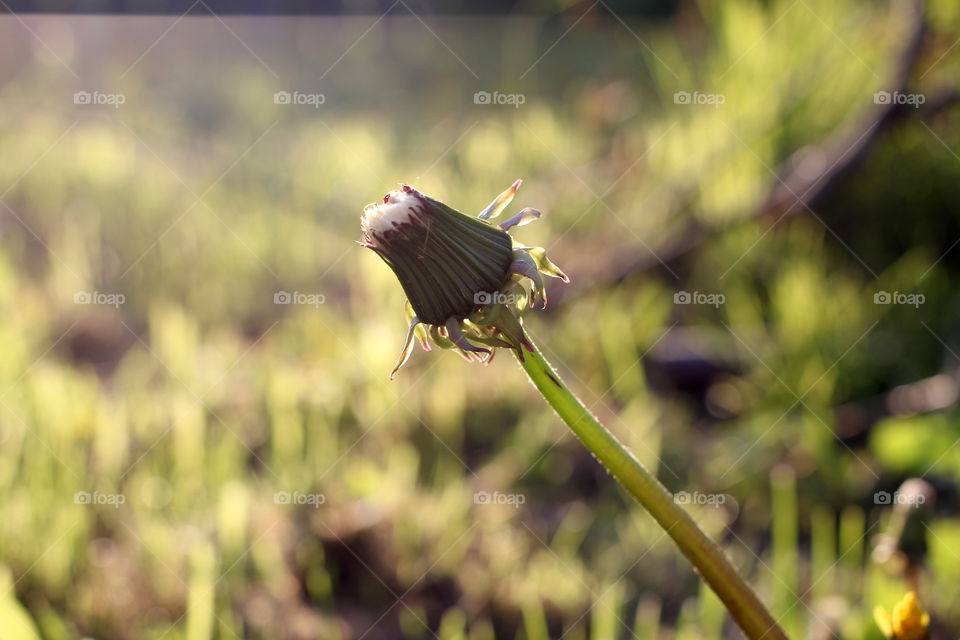 Dandelion, flower, vegetation, plants, meadow, meadow, village, sun, summer, heat, nature, landscape, still life, yellow, white, beautiful, furry,