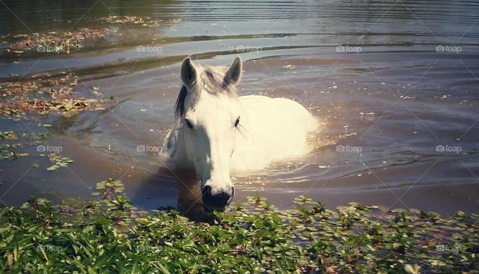 My beautiful gray mare horse swimming in our pond in spring 2019