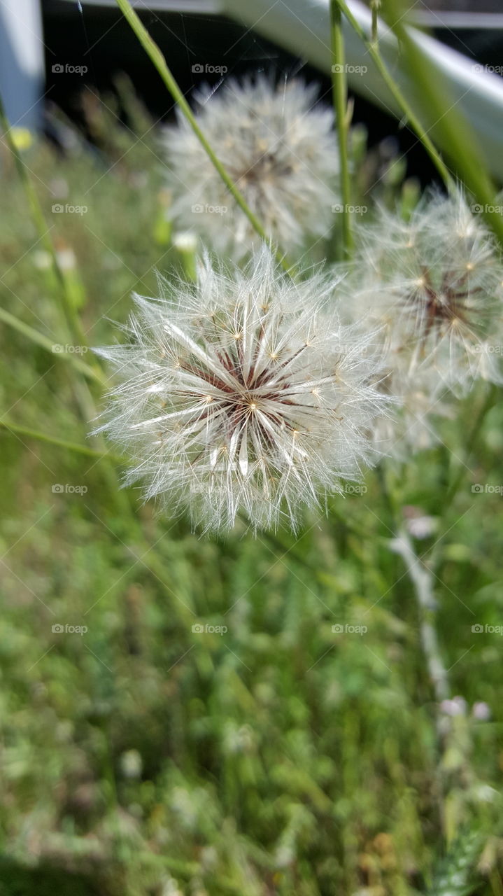 dandelion