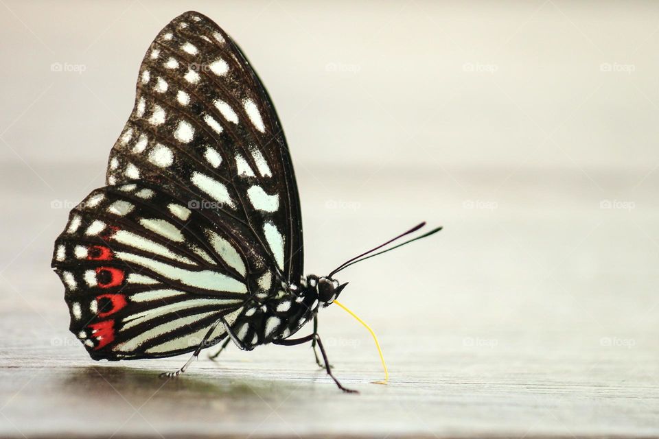 Beautiful and colourful butterfly