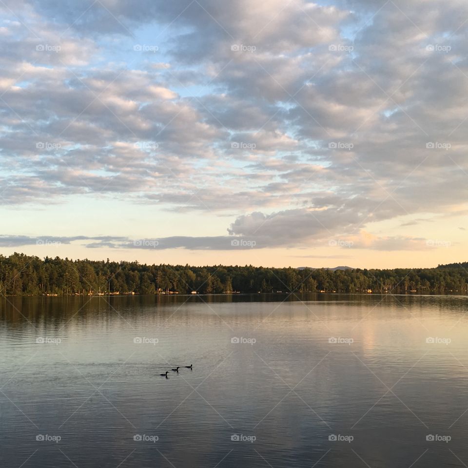 Loons at sunset