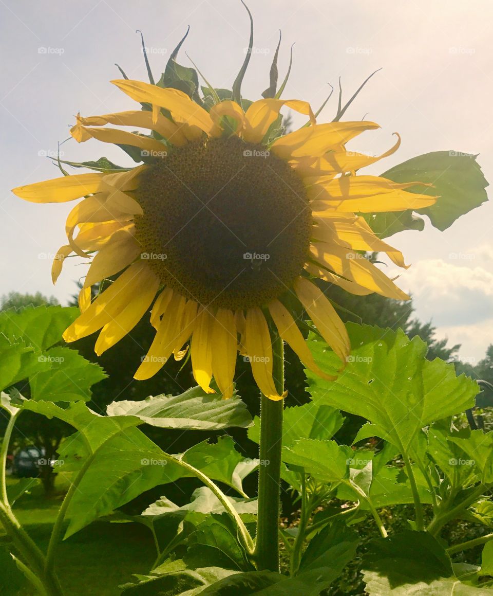 Close-Up Sunflower