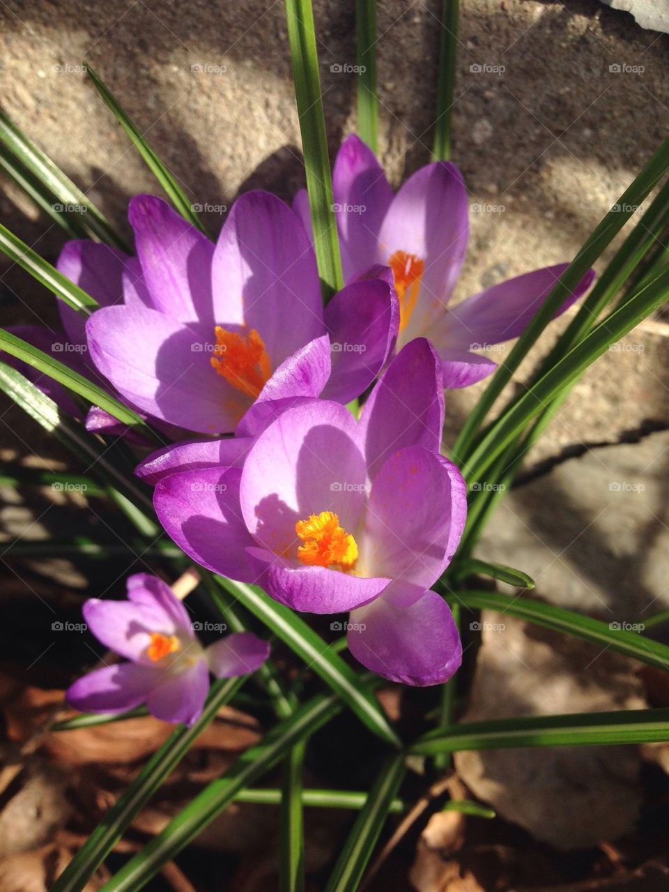 Spring flower enjoying the sun.