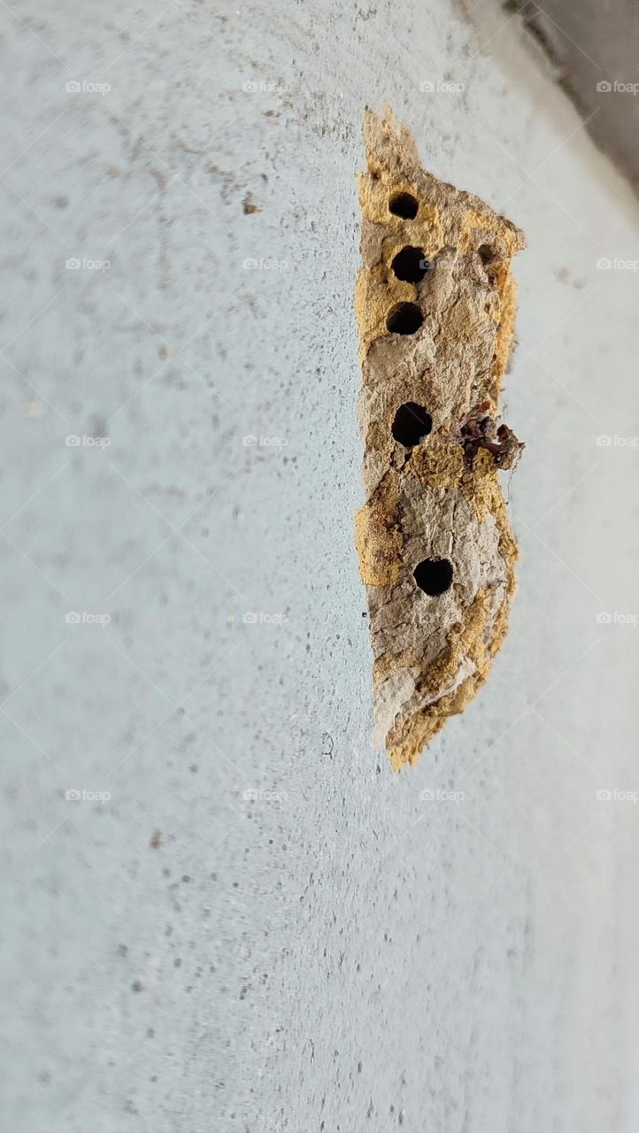 Wasp nest