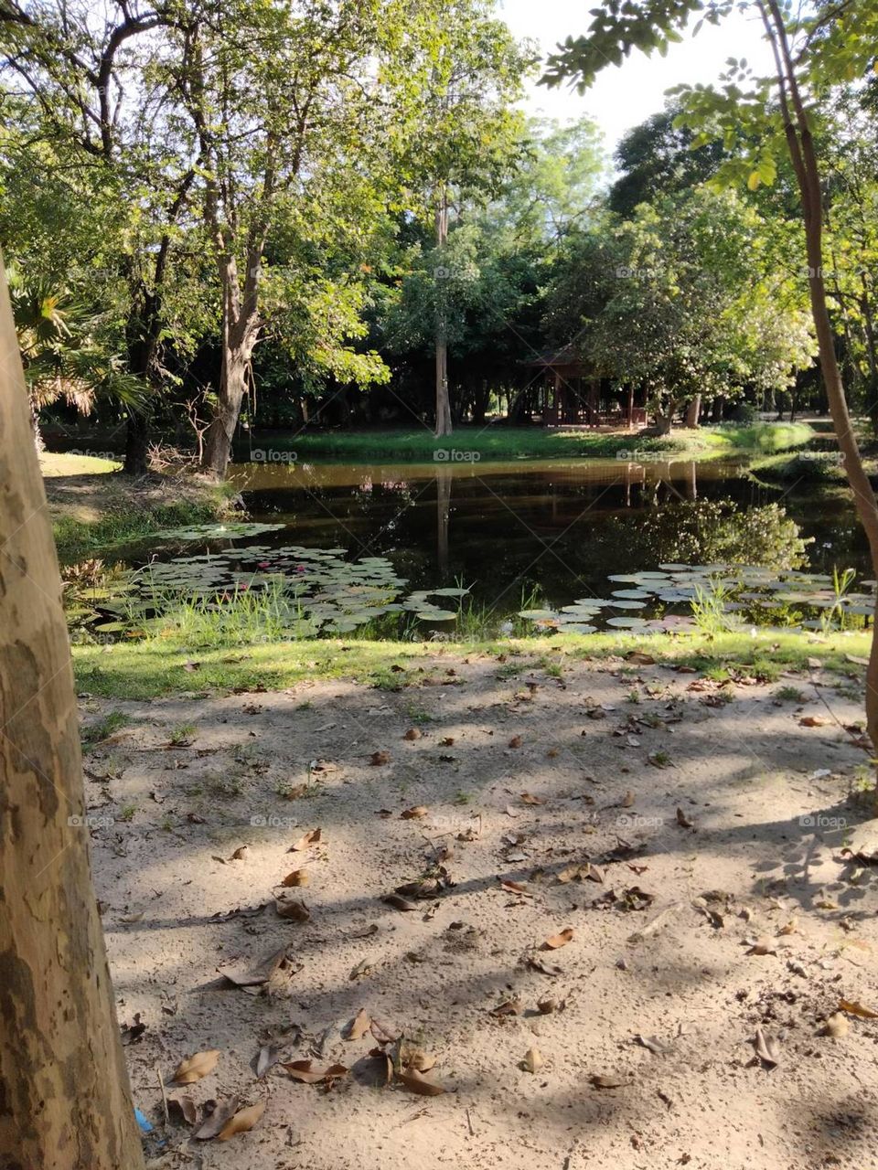 Pond in the garden