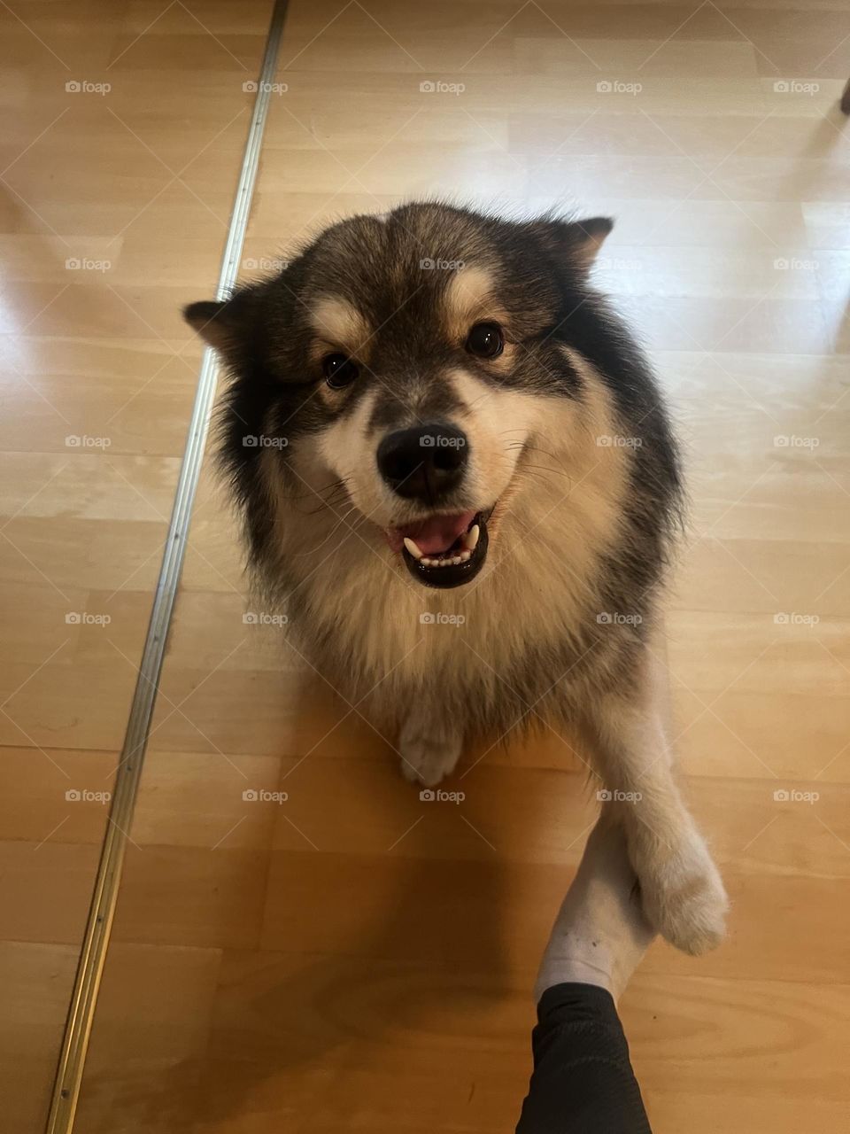 Portrait of a young Finnish Lapphund dog 