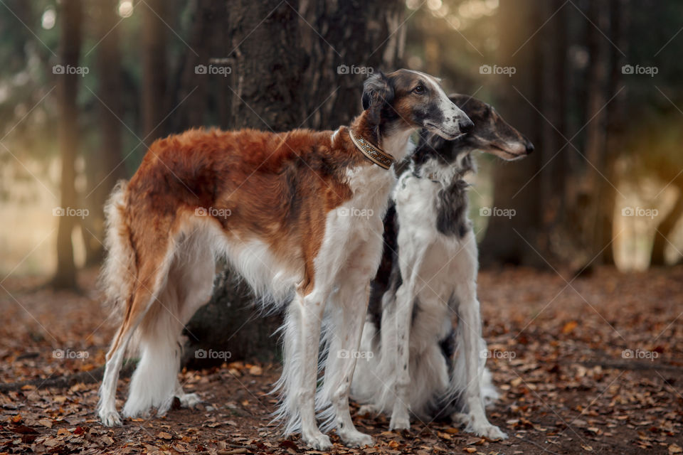 Russian borzoi dogs portrait in an autumn park