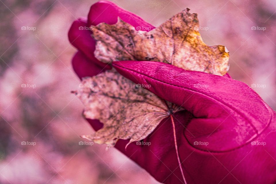 A leaf in the hand