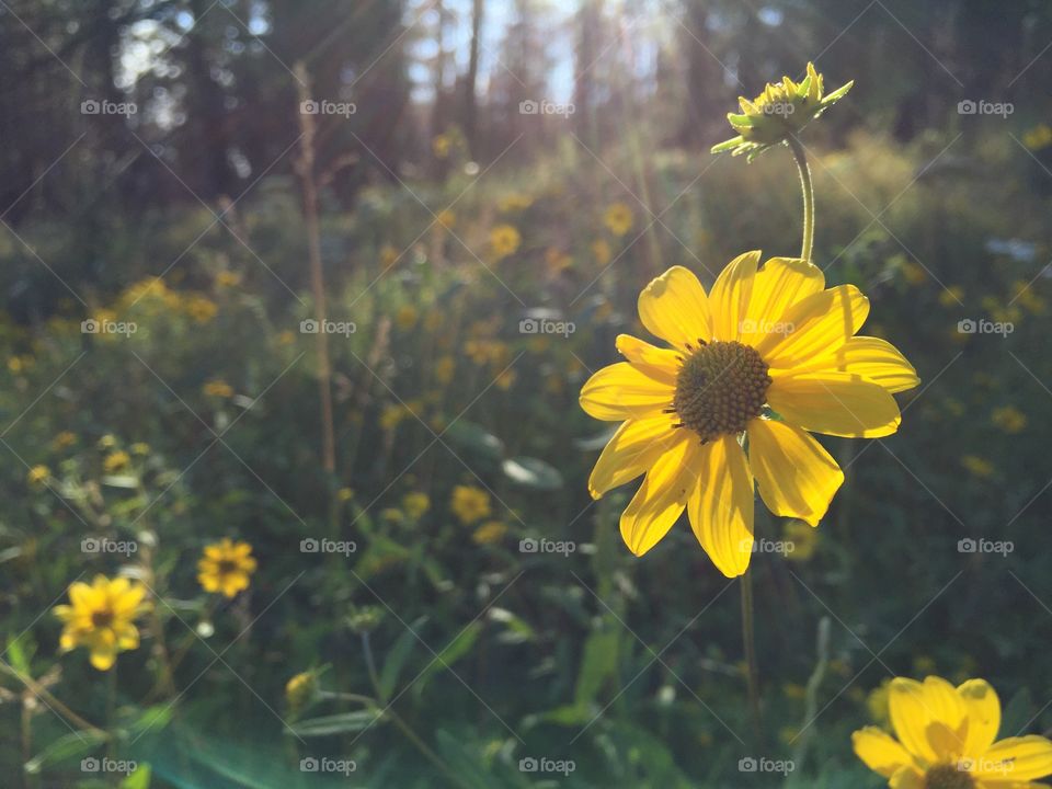 Yellow Wildflower. A yellow wildflower blooms with the sunlight backlighting 