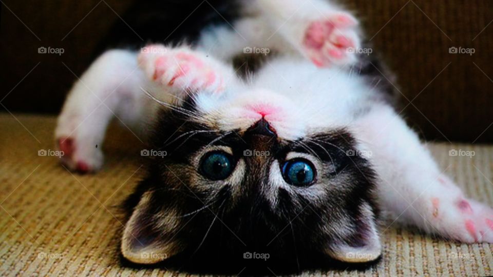Close-up of kitten lying down