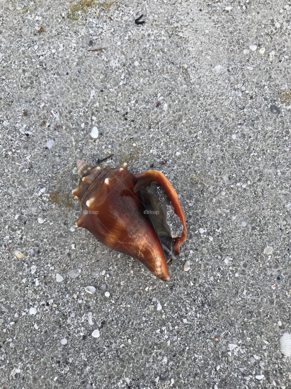 Roaming through the sand...shells and life. Found in St Pete Beach, FL and taken home for care. :)